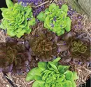 Top-down view of a black GeoFelt planter filled with straw mulch and mixed lettuces, including bright green butterhead-style lettuce and dark red loose-leaf lettuce, with scattered purple petals on the surface.