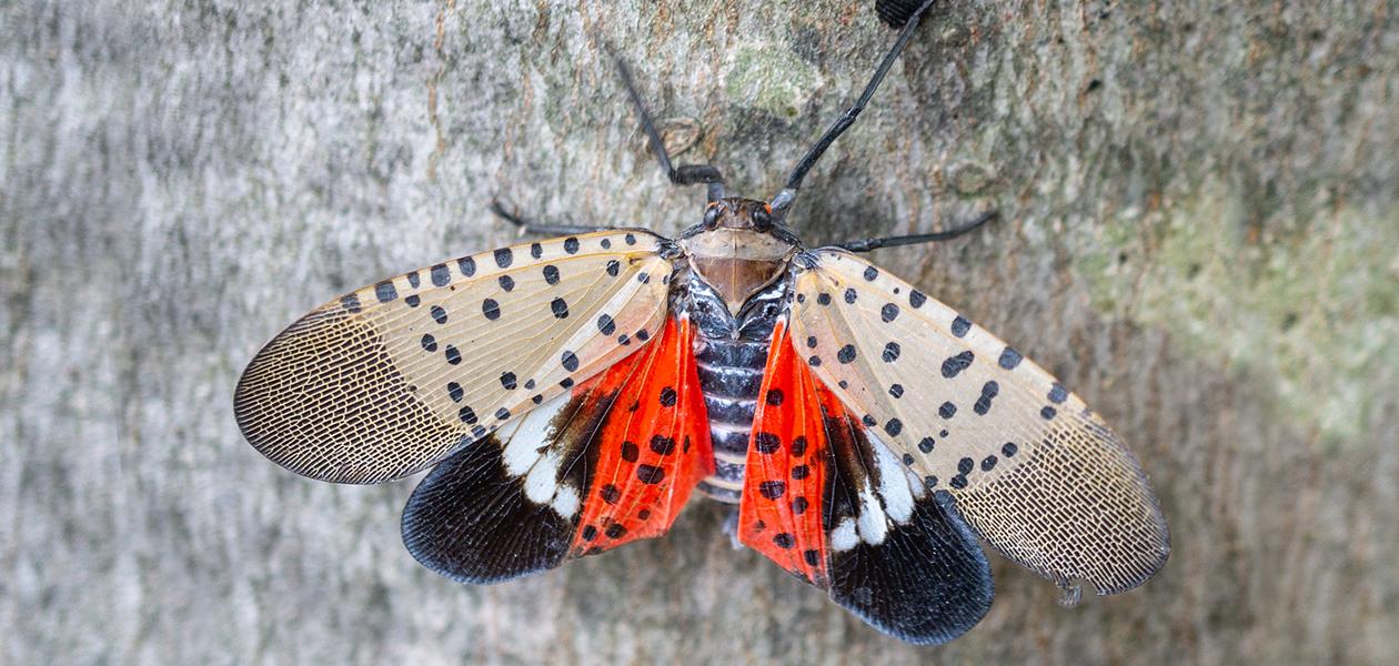 Invasive Insects: Spotted Lanternfly vs. Japanese Beetle | Spotted ...