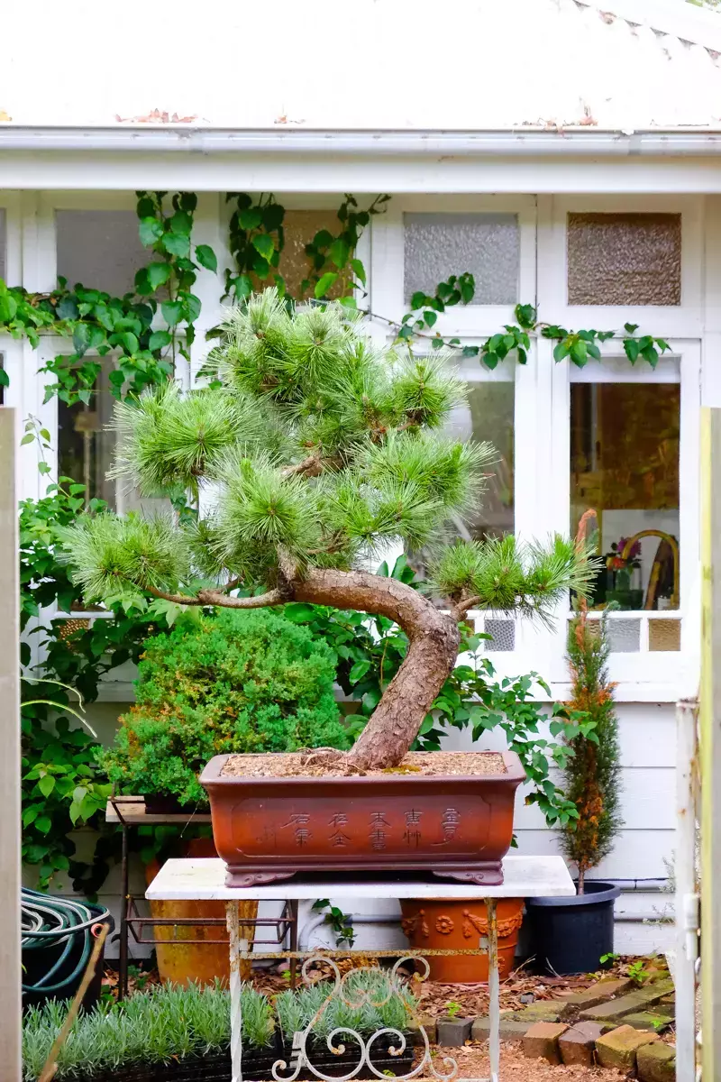 Elegant pine bonsai tree in a rectangular ceramic pot, displayed on a stand in front of a white cottage window with climbing vines and lush garden foliage.