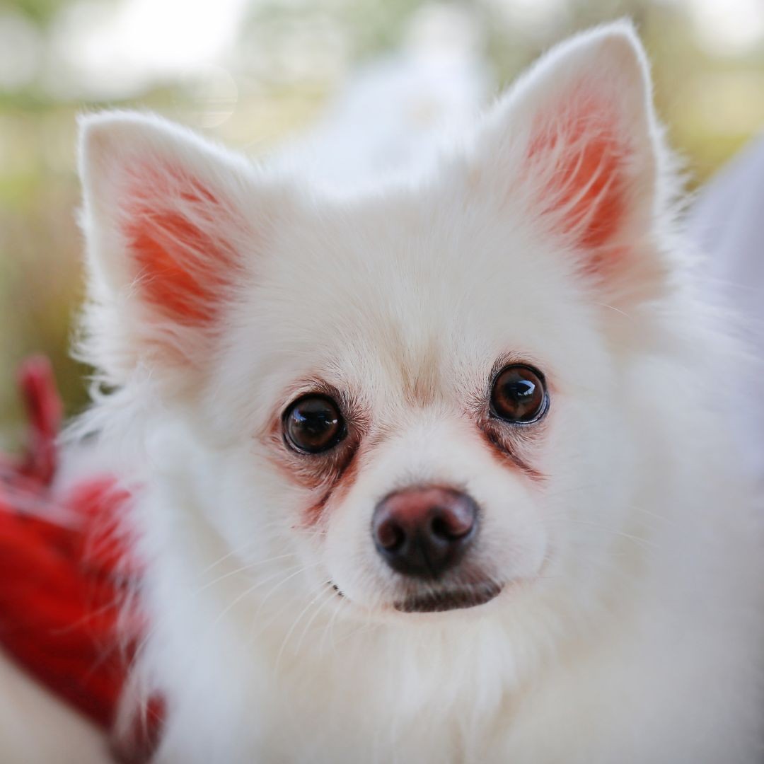 Pomeranian with eye issues