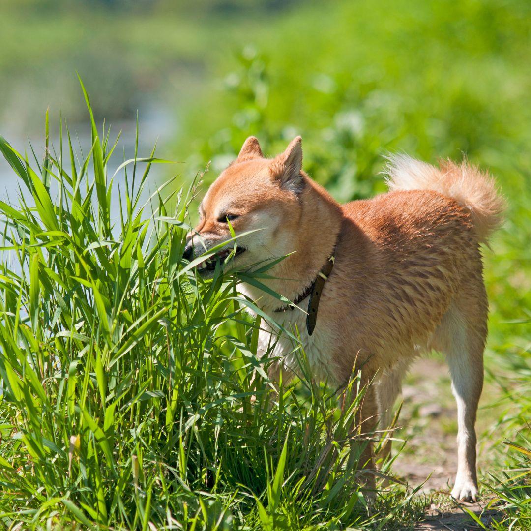 Shiba inu Dog eat grass