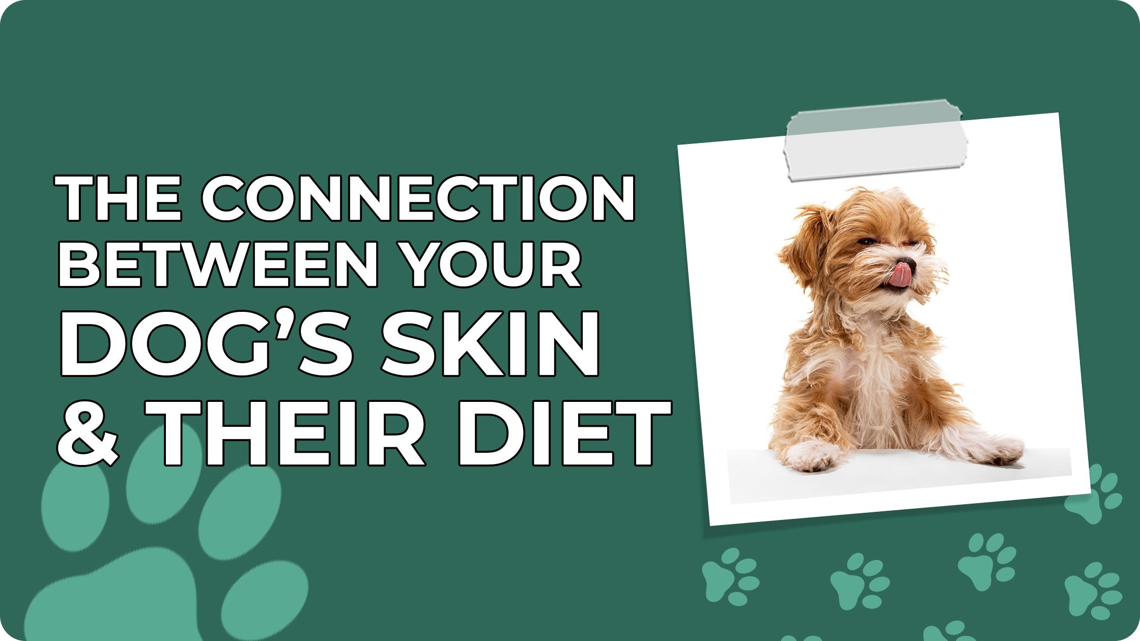 The Connection Between Your Dog’s Skin & Their Diet