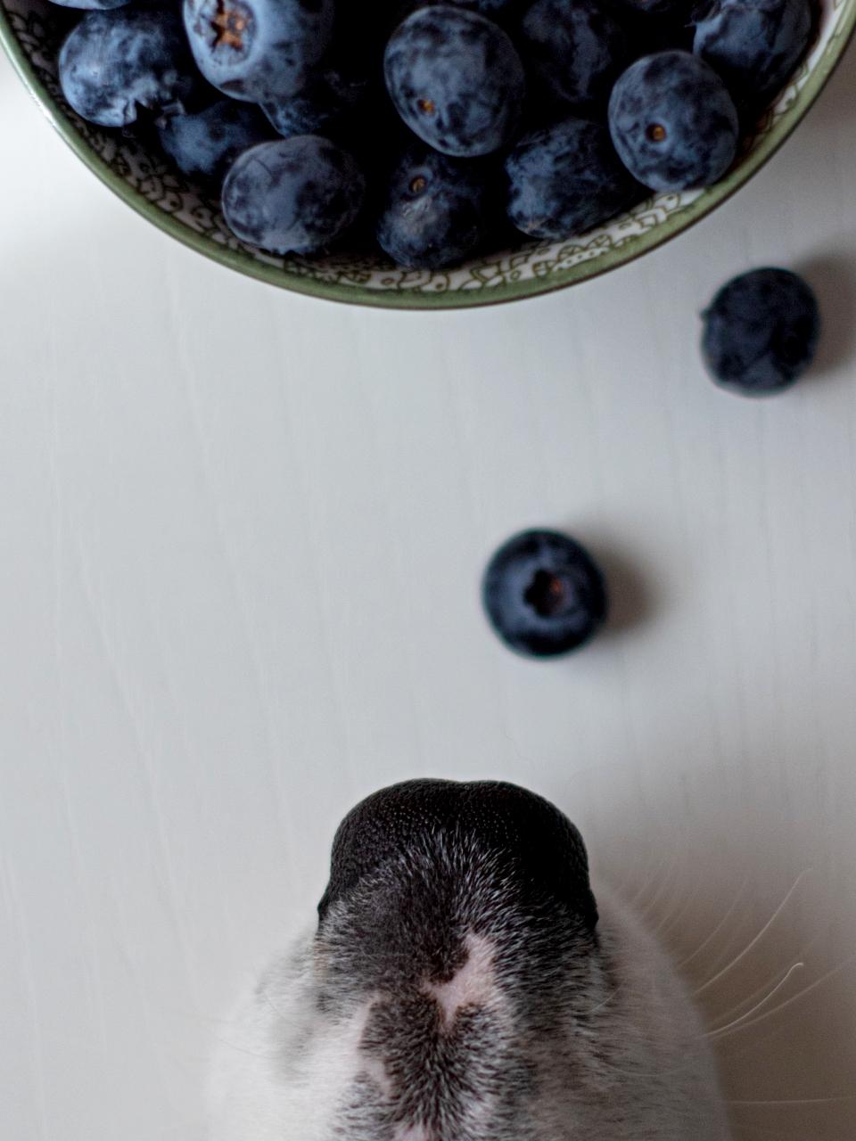 Border collie dog waiting to eat handful of blueberries for his healthy canine diet