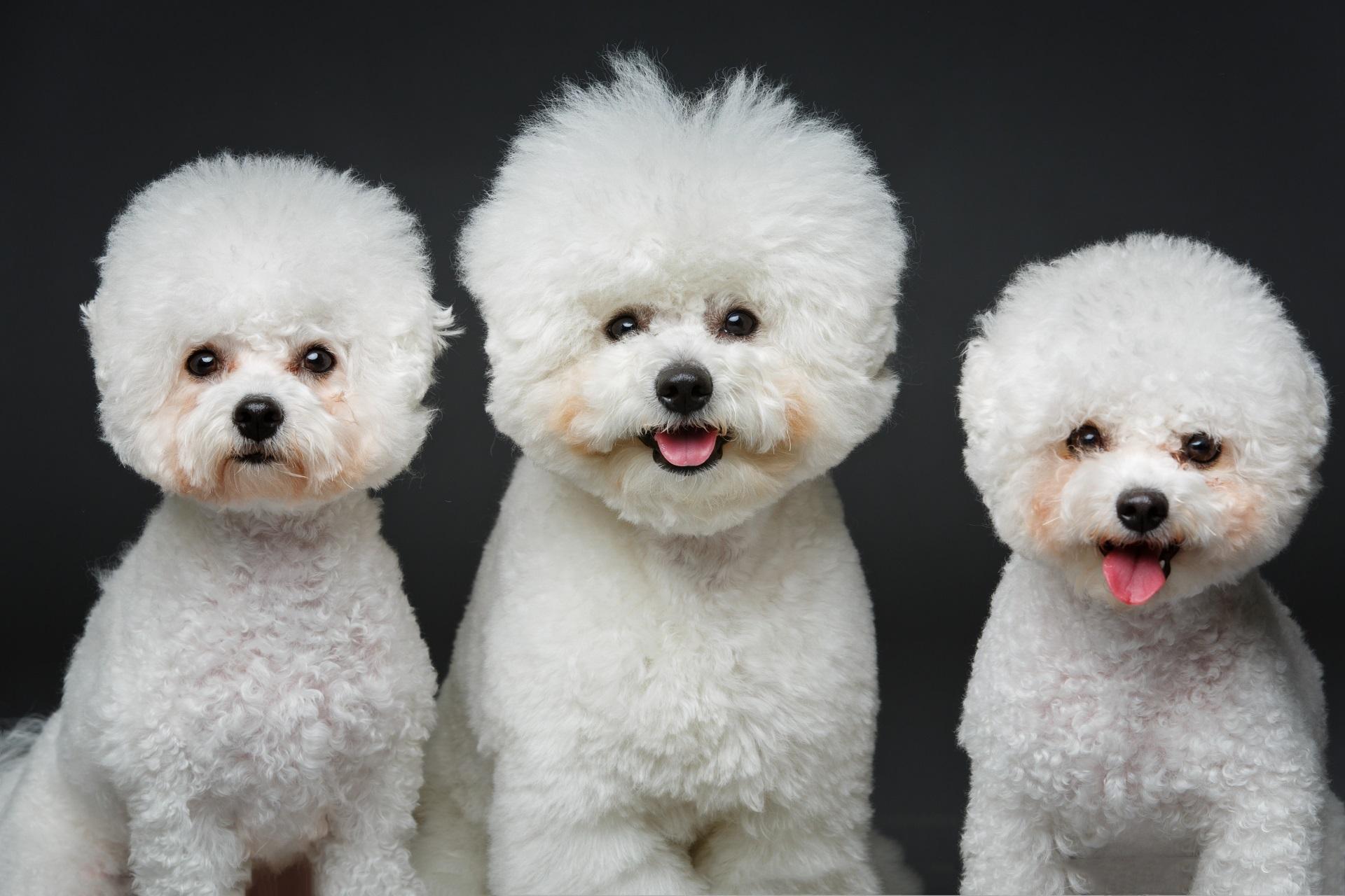 beautiful white bichon frisee dogs