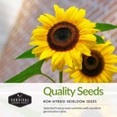 Quality non-hybrid heirloom sunflower seeds