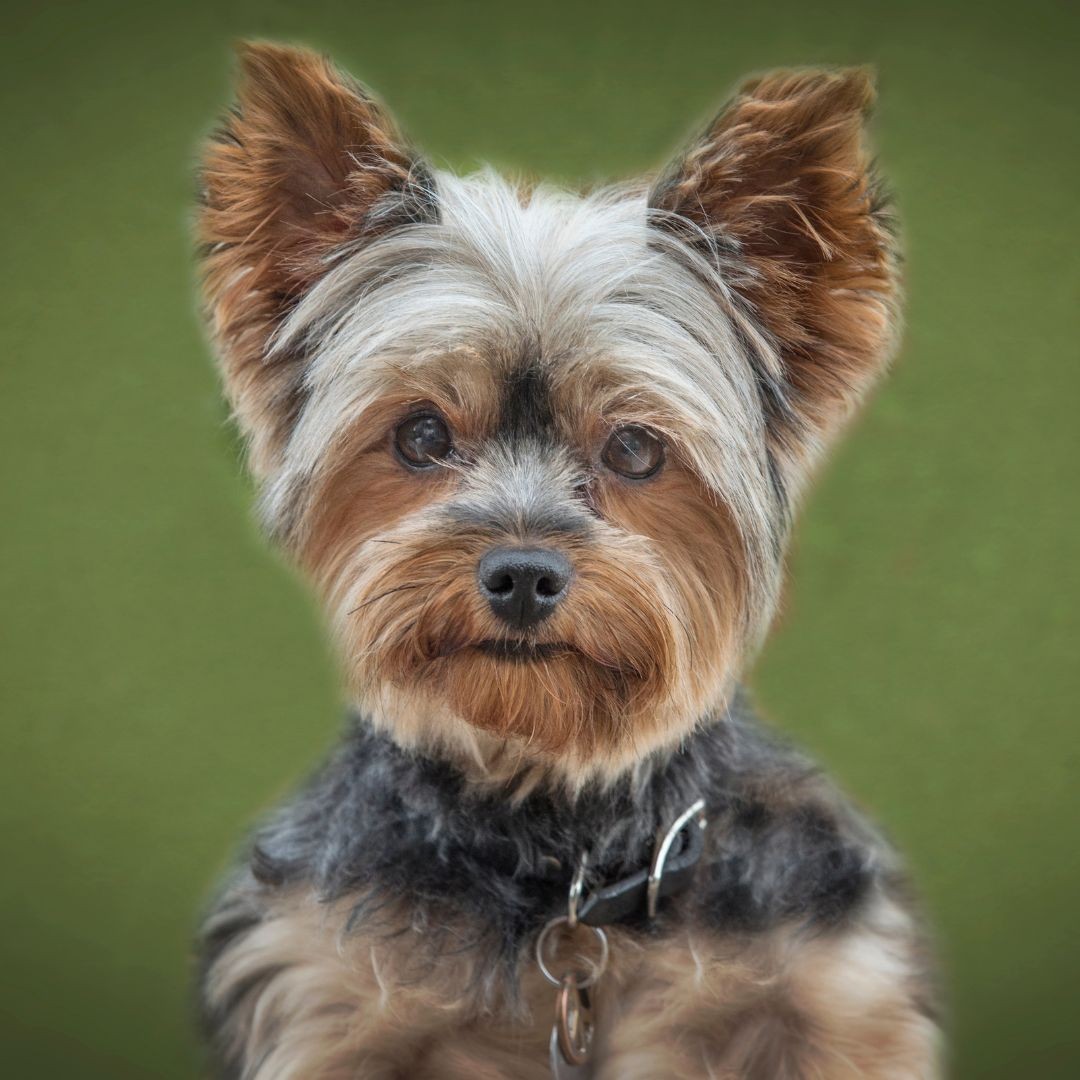 Close-up of Yorkshire Terrier