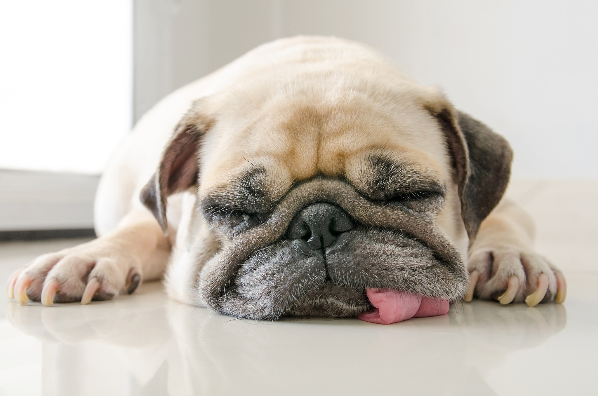 Privation de sommeil chez le chien : chien fatigué, chien grincheux