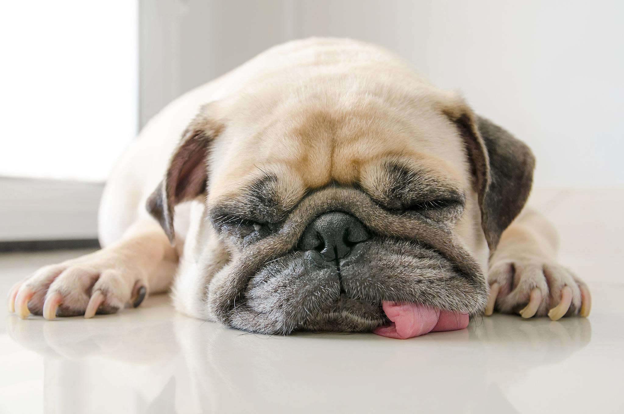 how do i know if my dog is lethargic