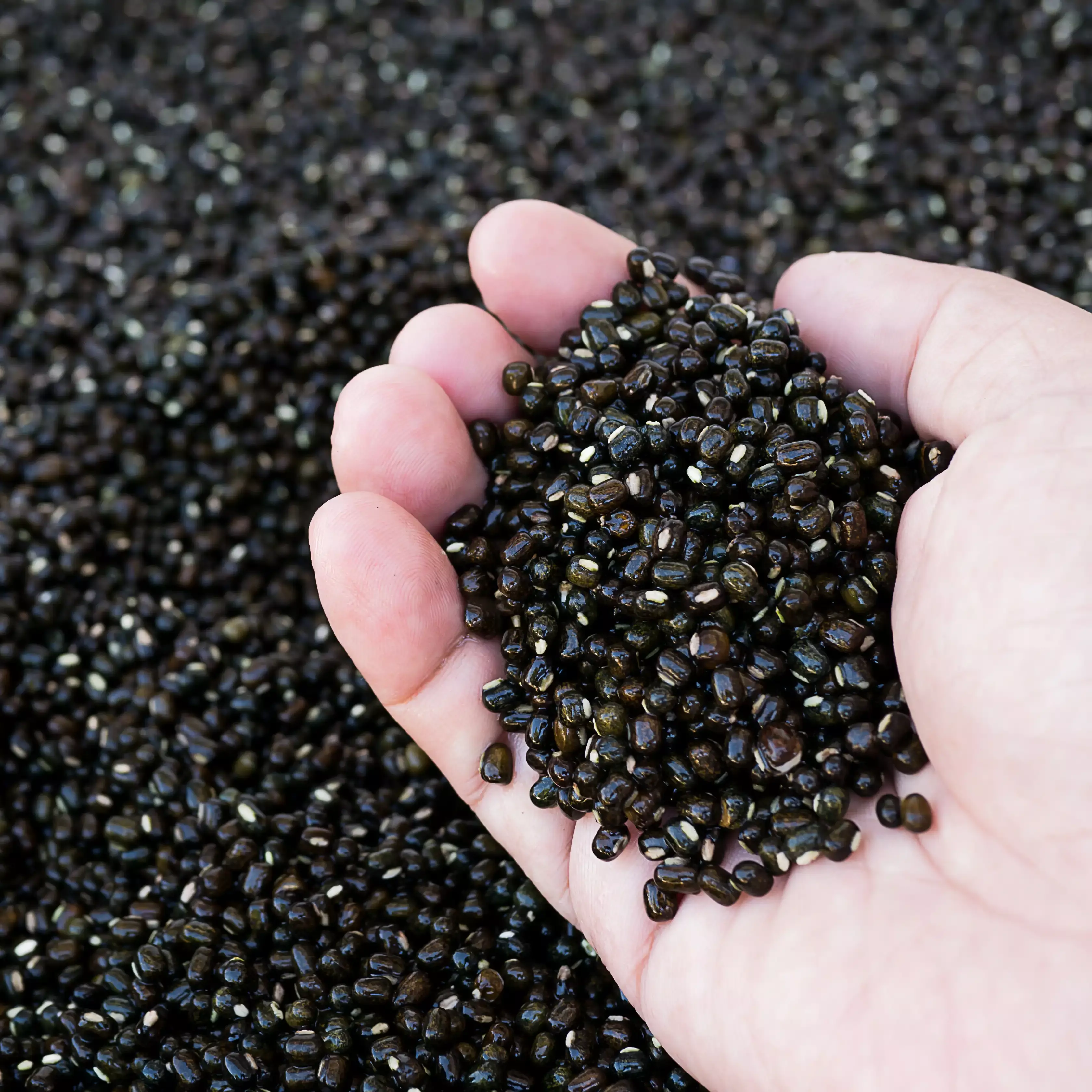 Yauvari placed in dense forest