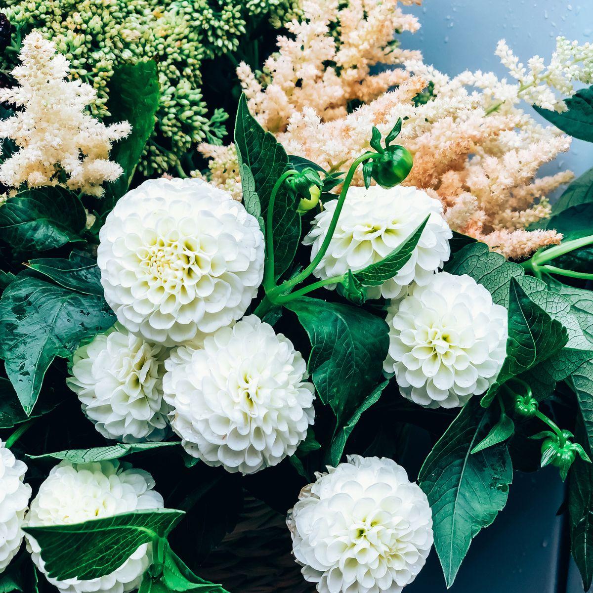 Bouquet of White Dahlias from Florist