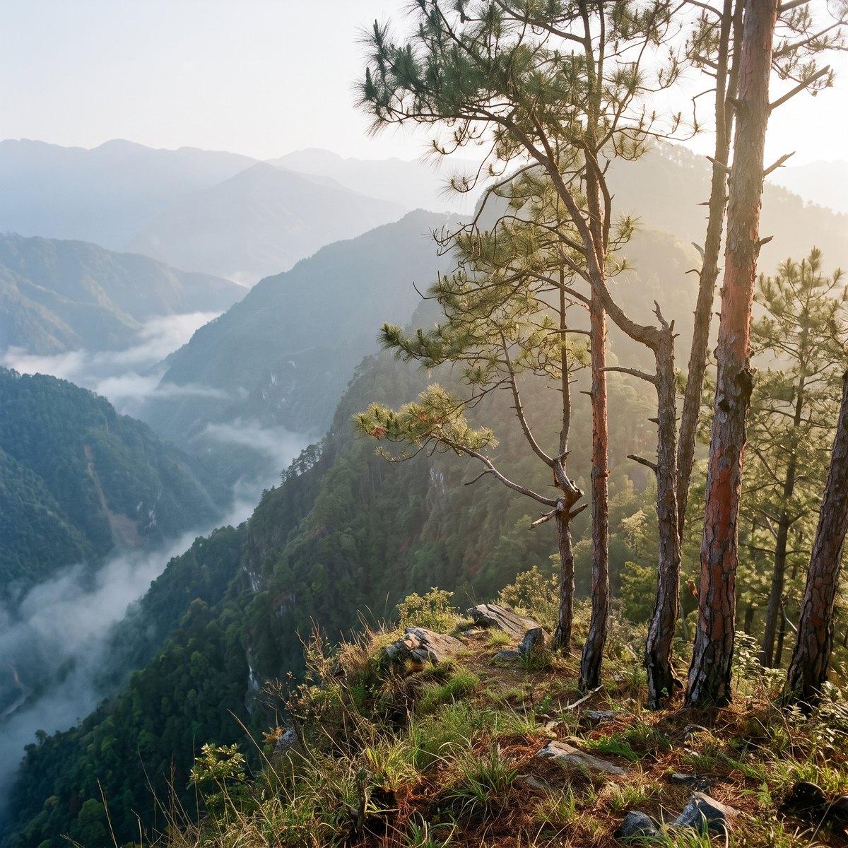 High-mountain pine forest in morning mist
