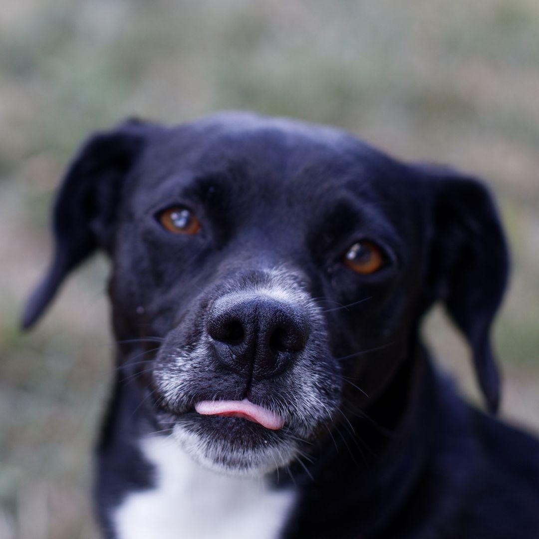 Closeup of the dog sticking out tongue