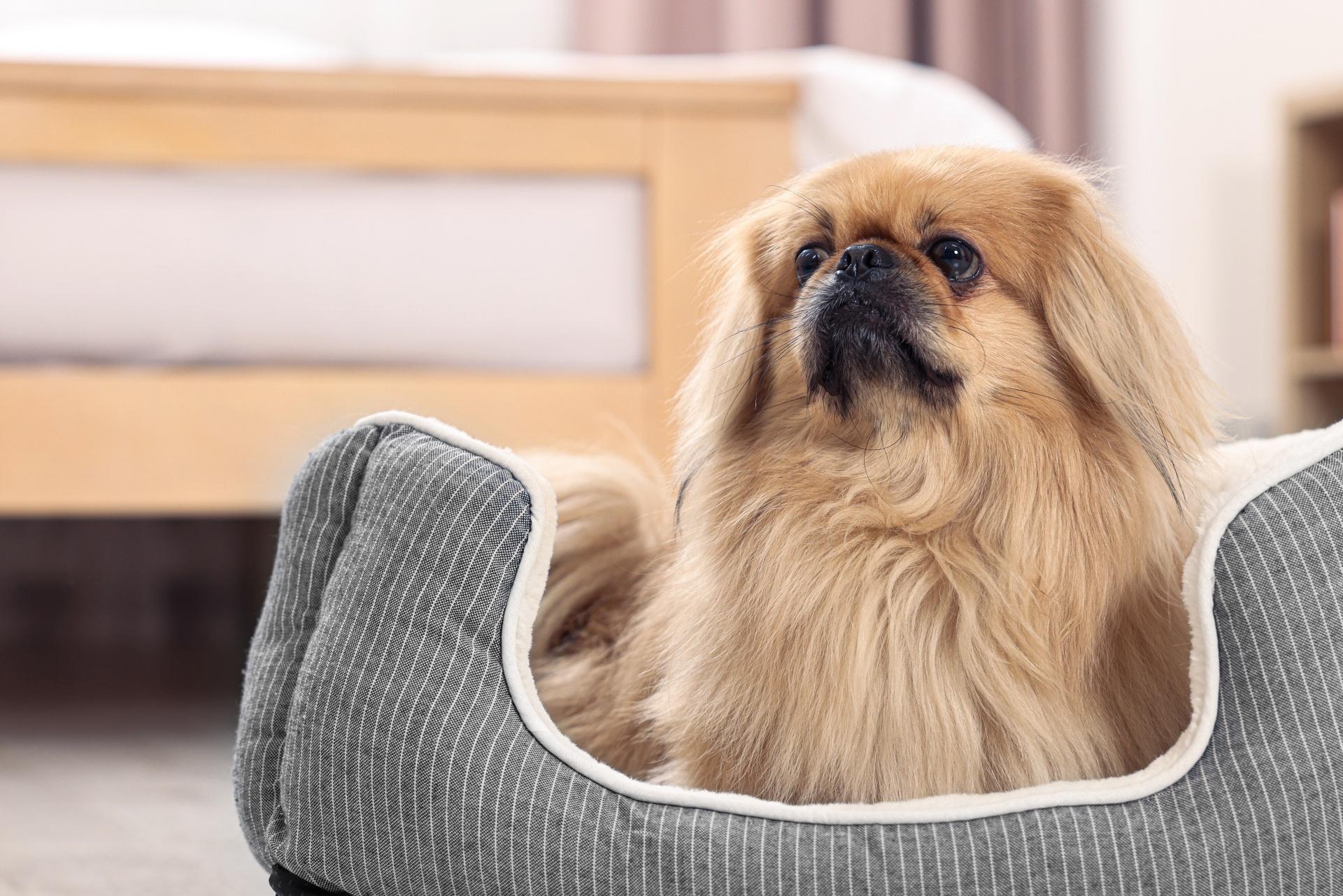 Pekingese dog