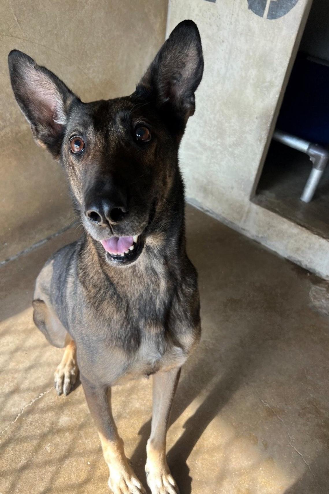 mwd adri