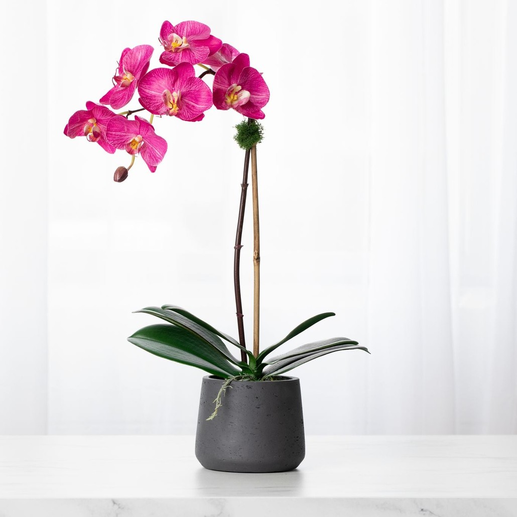 pink orchid plant in black pot