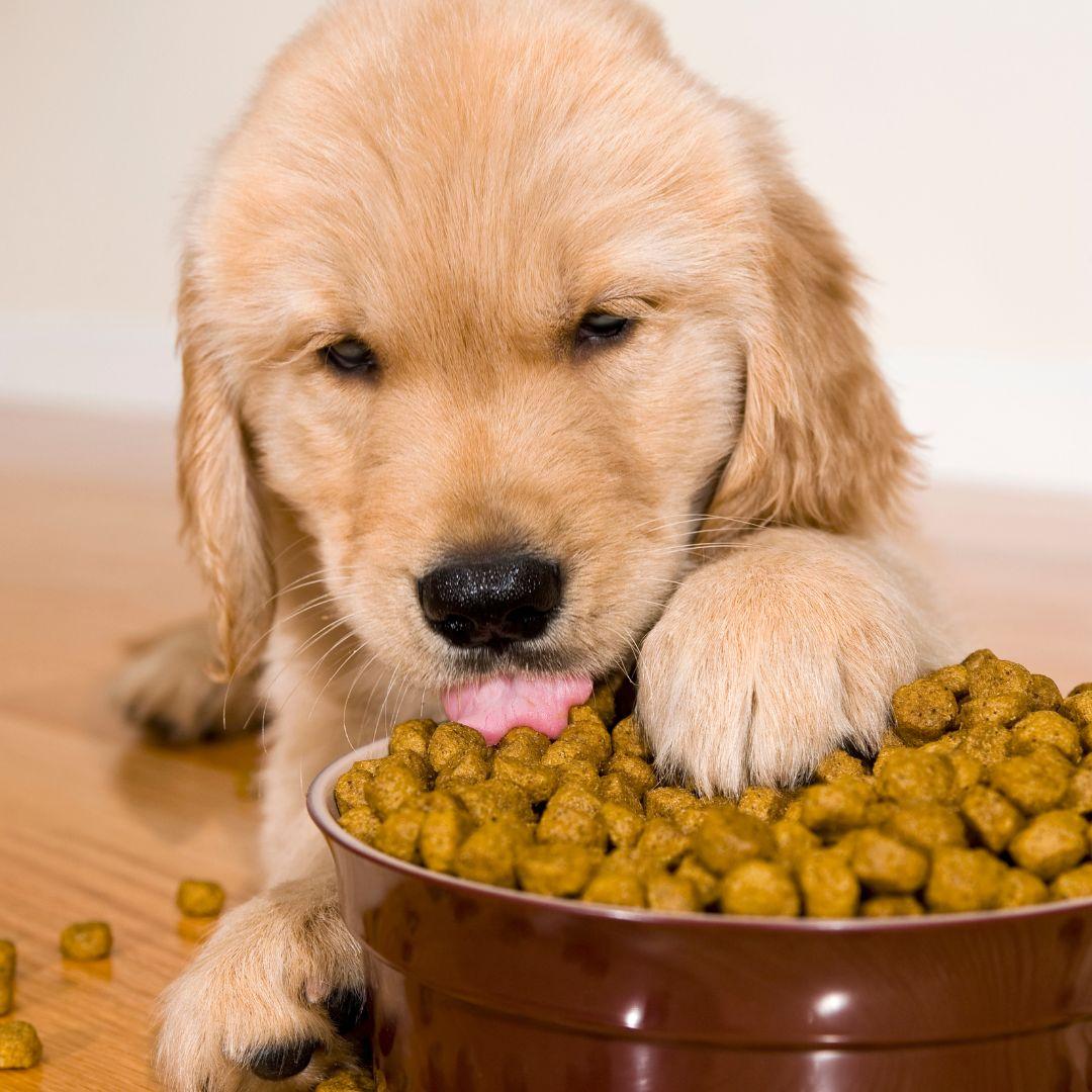 Puppy eating