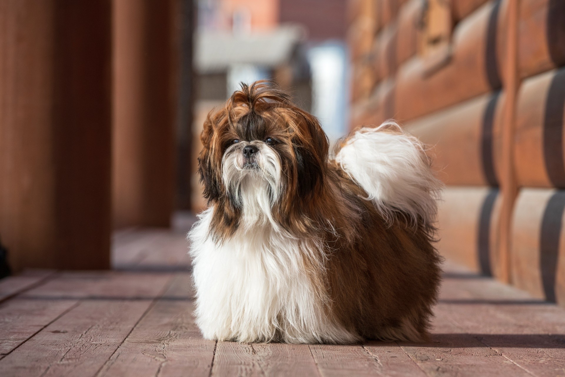 Shih Tzu dog with long groomed hair