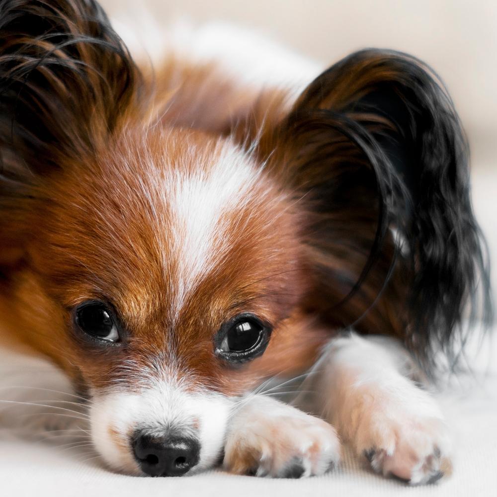 A cute dog lies on a light sofa against a white wall