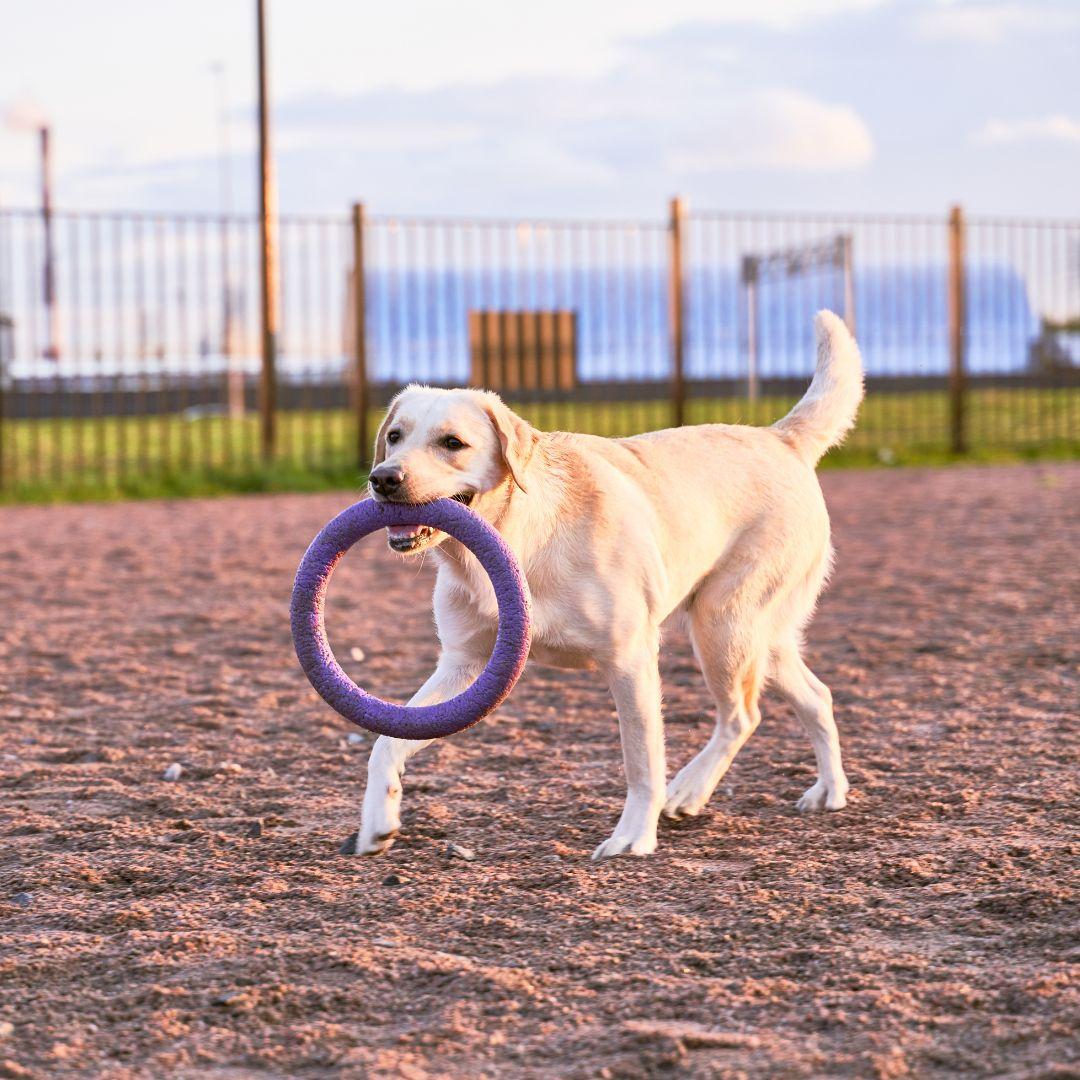 Labrador carries toy in teeth, wagging his tail