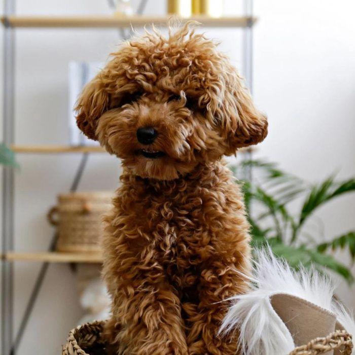 Dog sitting in living room