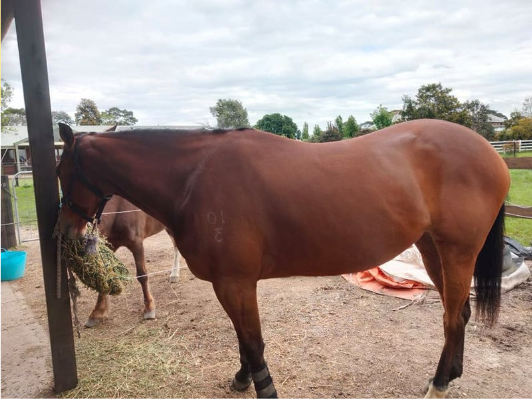 Selvita Brown Horse Eating