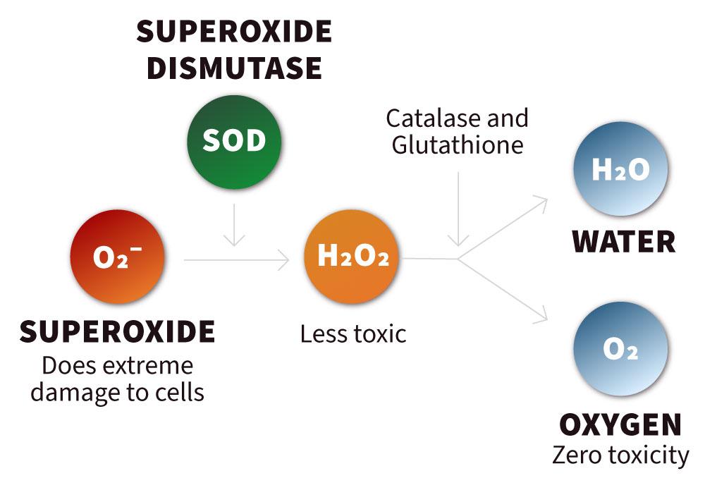 Superoxide dismutase pathway: SOD converts harmful superoxide (O₂⁻) into less-toxic hydrogen peroxide (H₂O₂), which catalase + glutathione break down into water (H₂O) and oxygen (O₂).