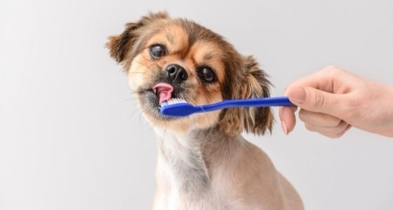 A puppy getting its teeth brushed with a toothbrush