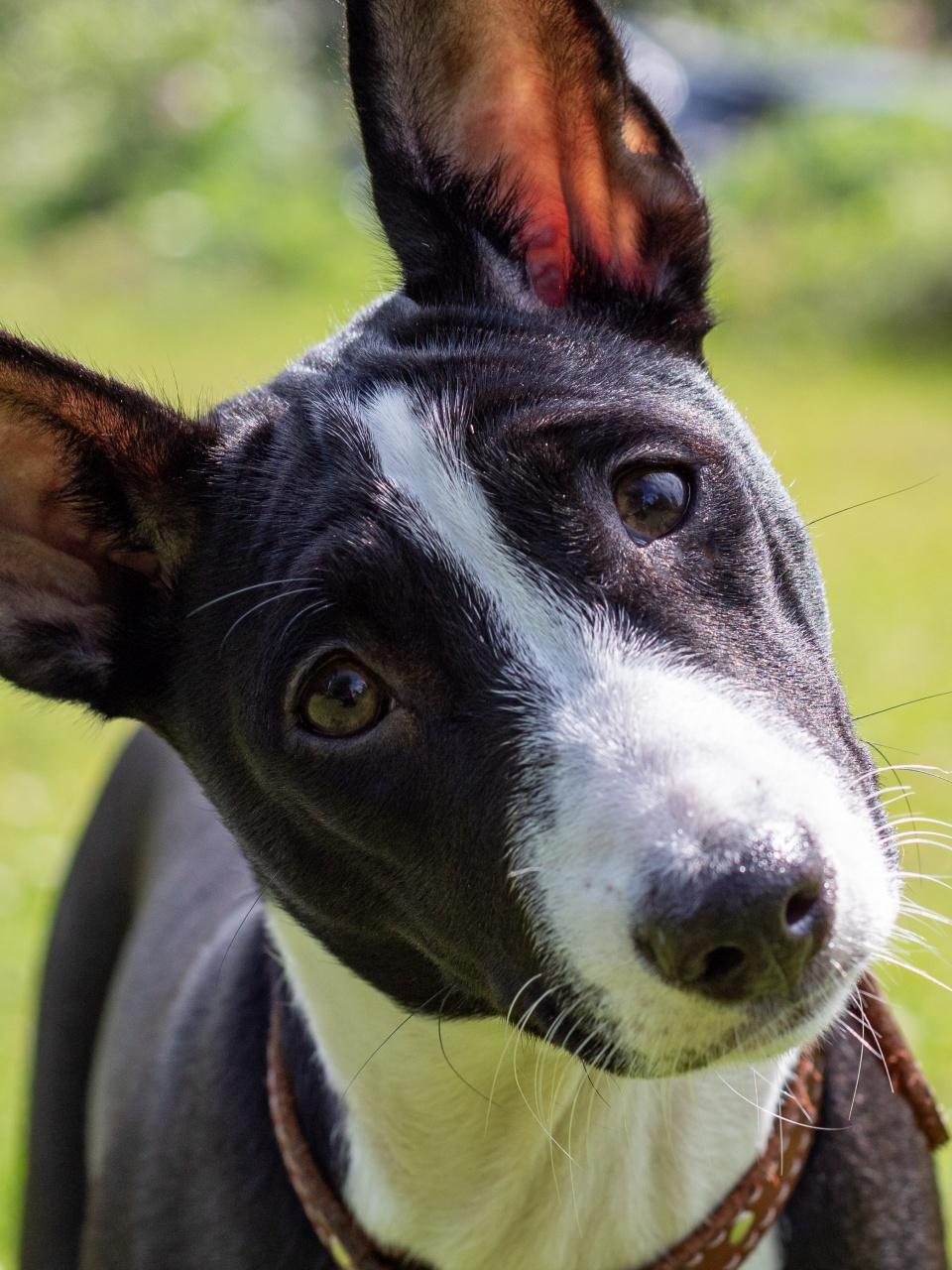 Black and white basenji puppy against the background of green grass, head tilted sideways.