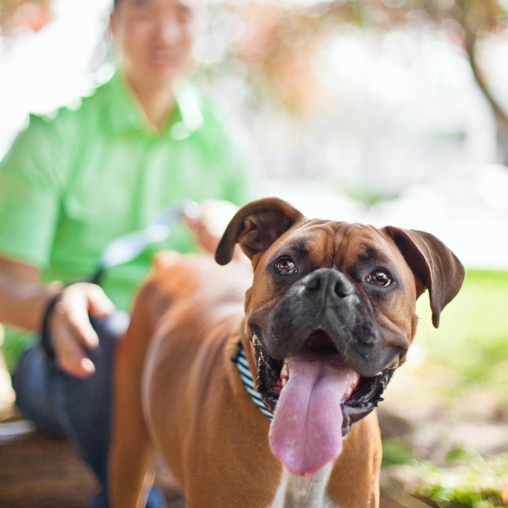 Man and his happy dog enjoying a sunny day at the park