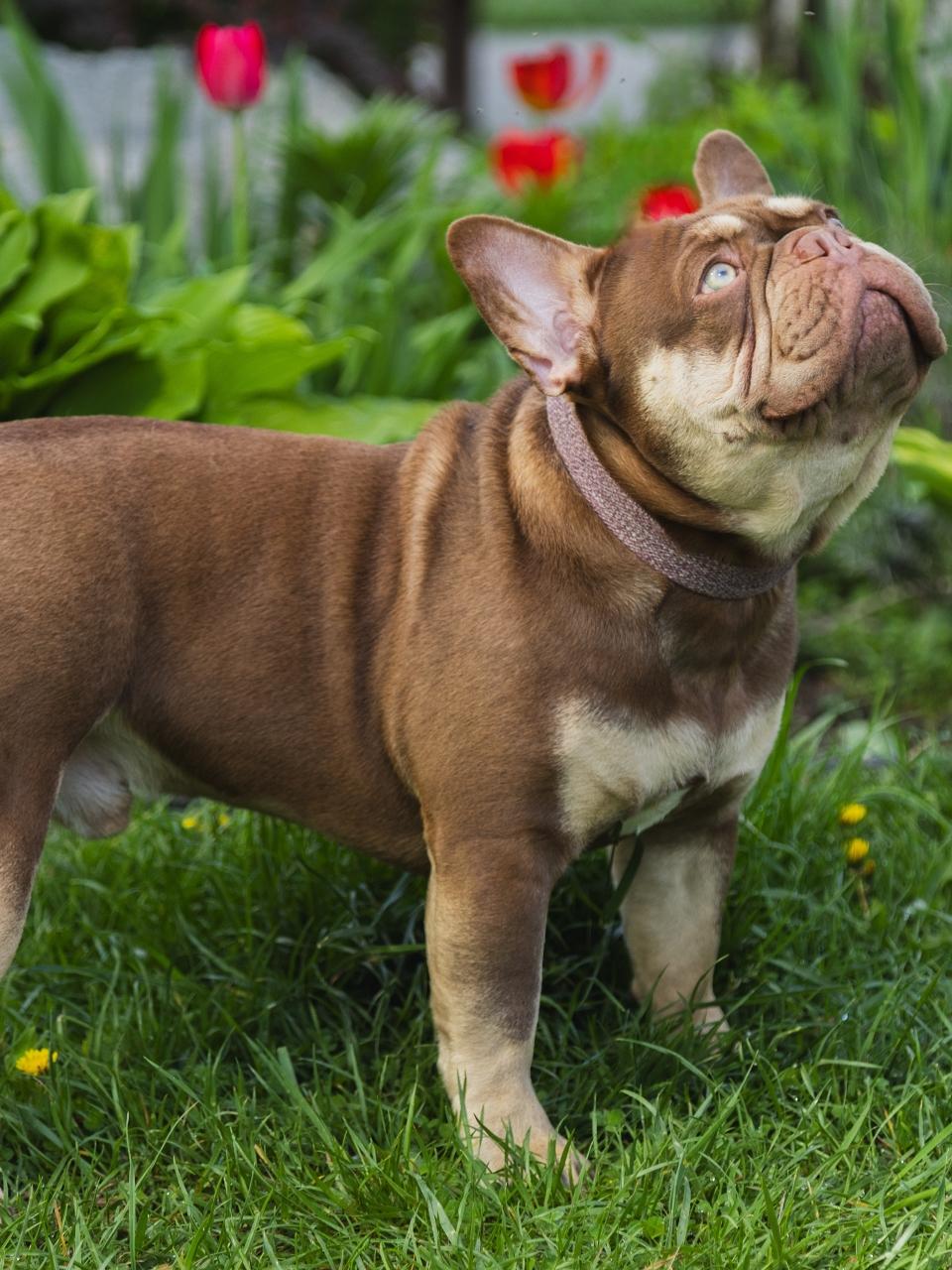 Handsome brown beautiful chocolate french bulldog looking up to the sky