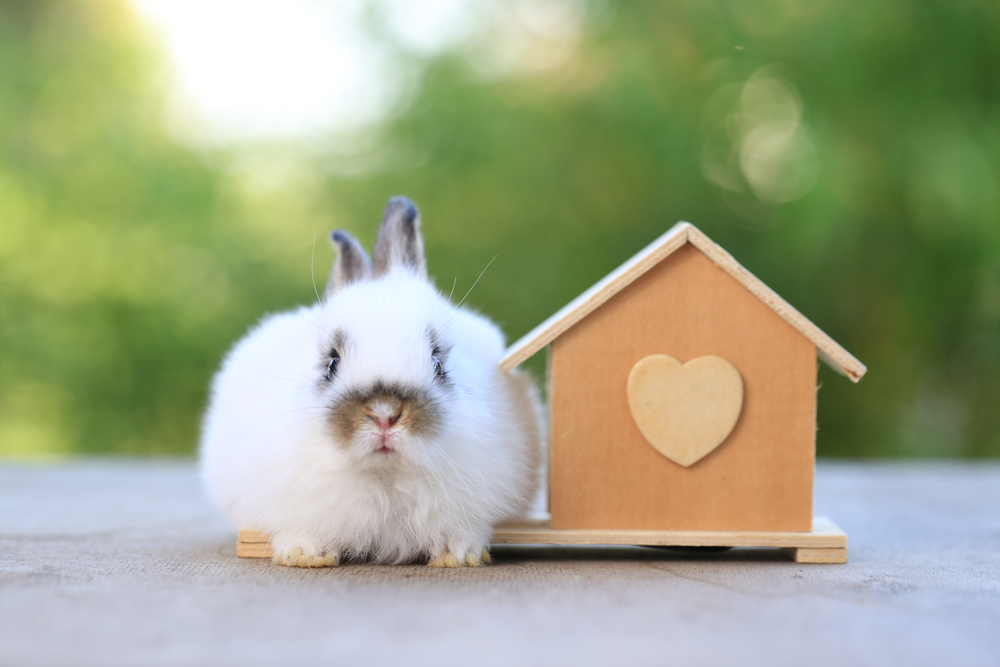 rabbit sitting outside next to a wooden house with a heart on it