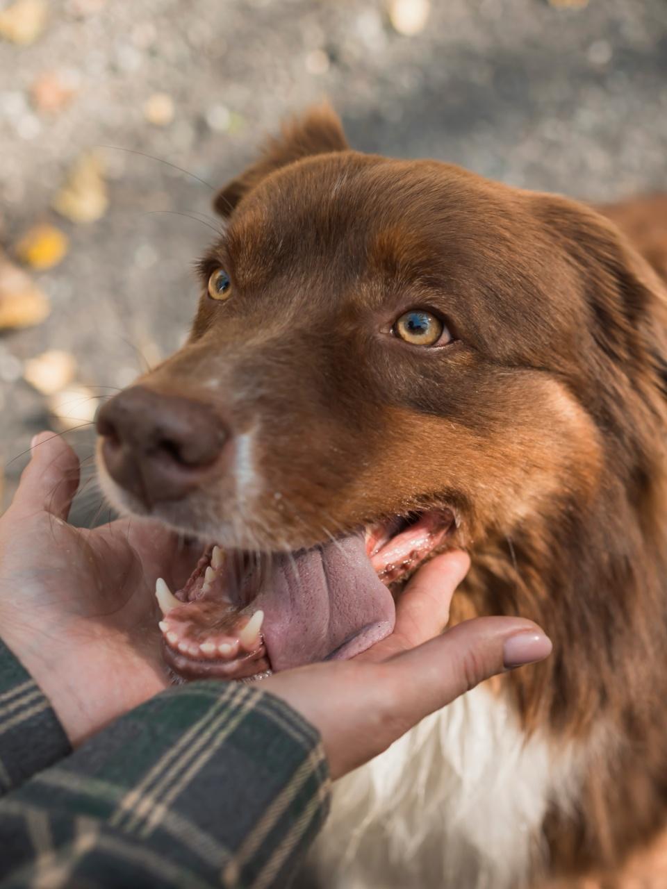 Smiling happy Australian Shepherd.