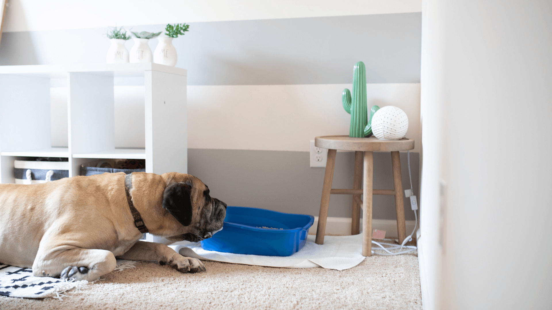 how to keep dog out of litter box - cover image