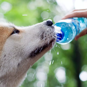 How Much Water Should a Dog Drink in a Day to Stay Healthy?