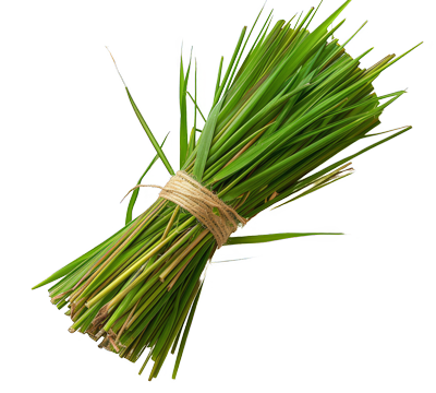 Vetiver Grass