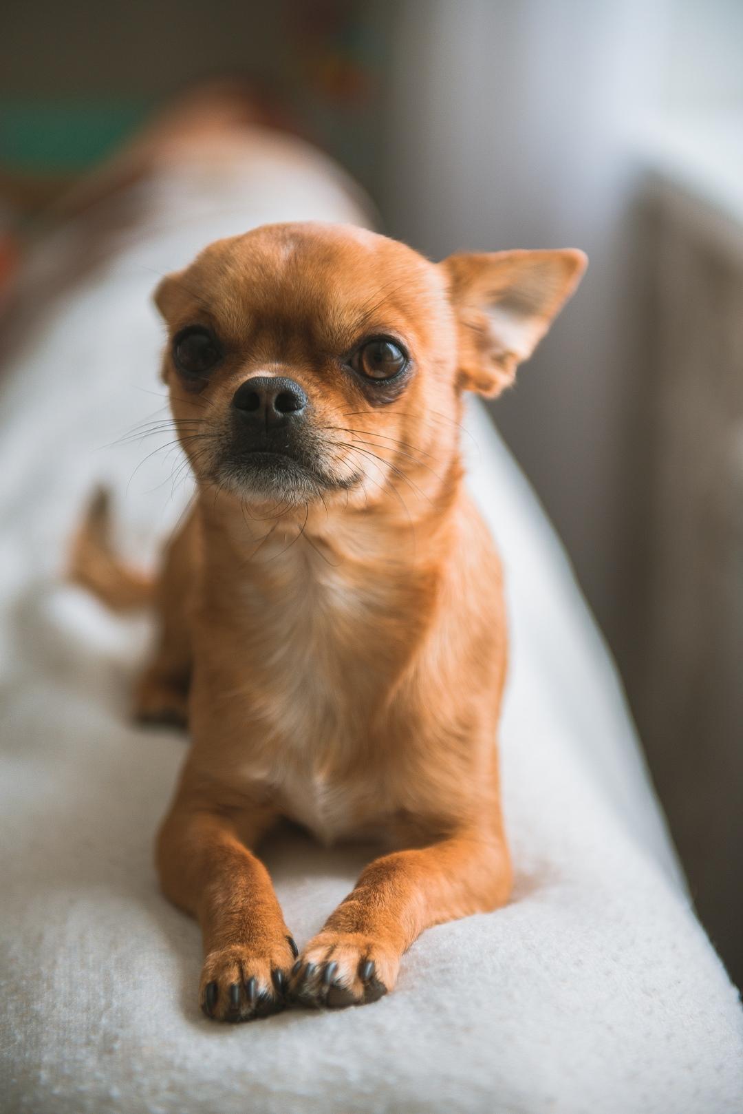 A curious Chihuahua relaxes on a cozy couch