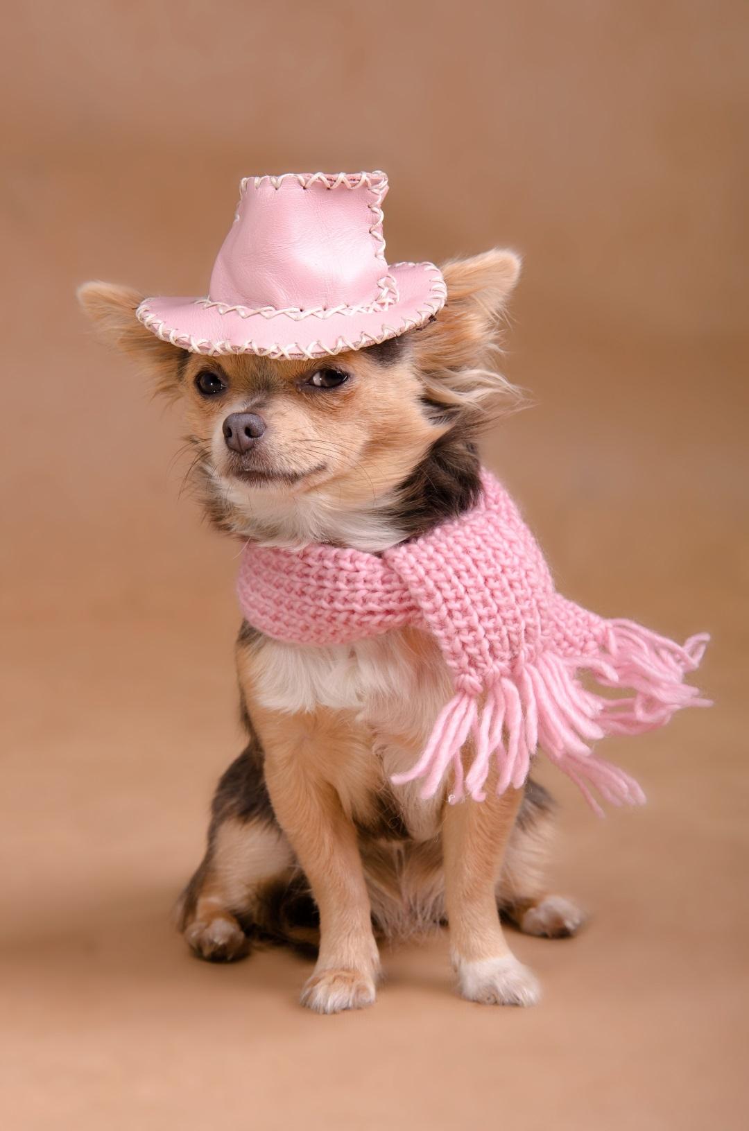 Elegant chihuahua puppy wearing pink hat and scarf isolated