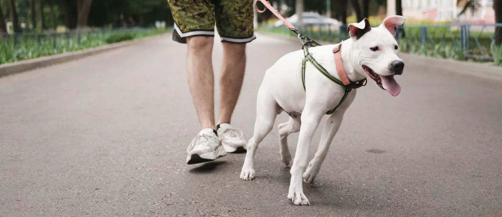 A white dog on a leash walks energetically beside a person in shorts and sneakers on a paved path, conveying a sense of joy and companionship.
