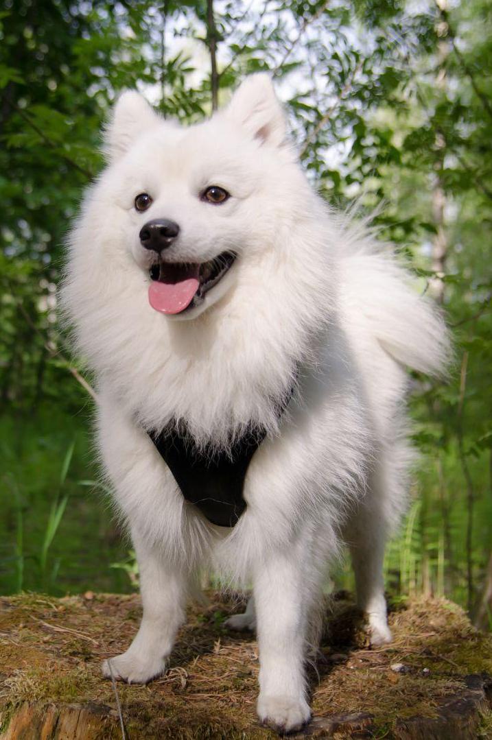 Japanese Spitz