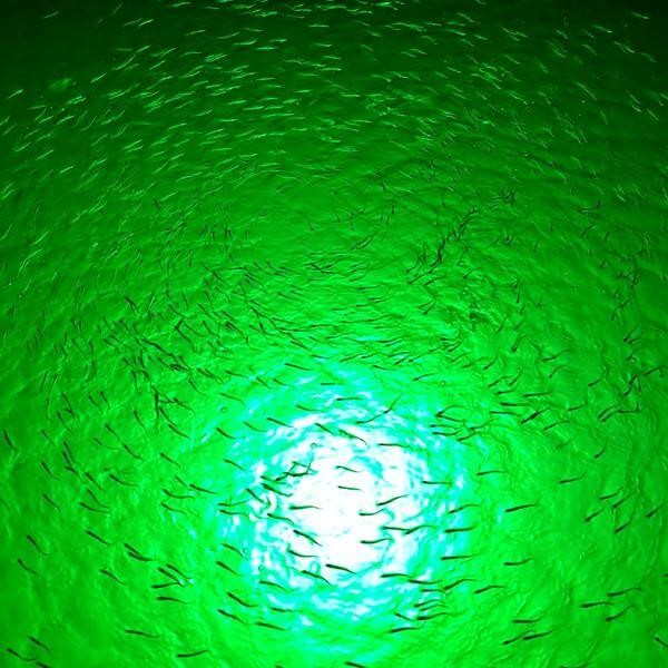 Underwater-green-led-fishing-lights
