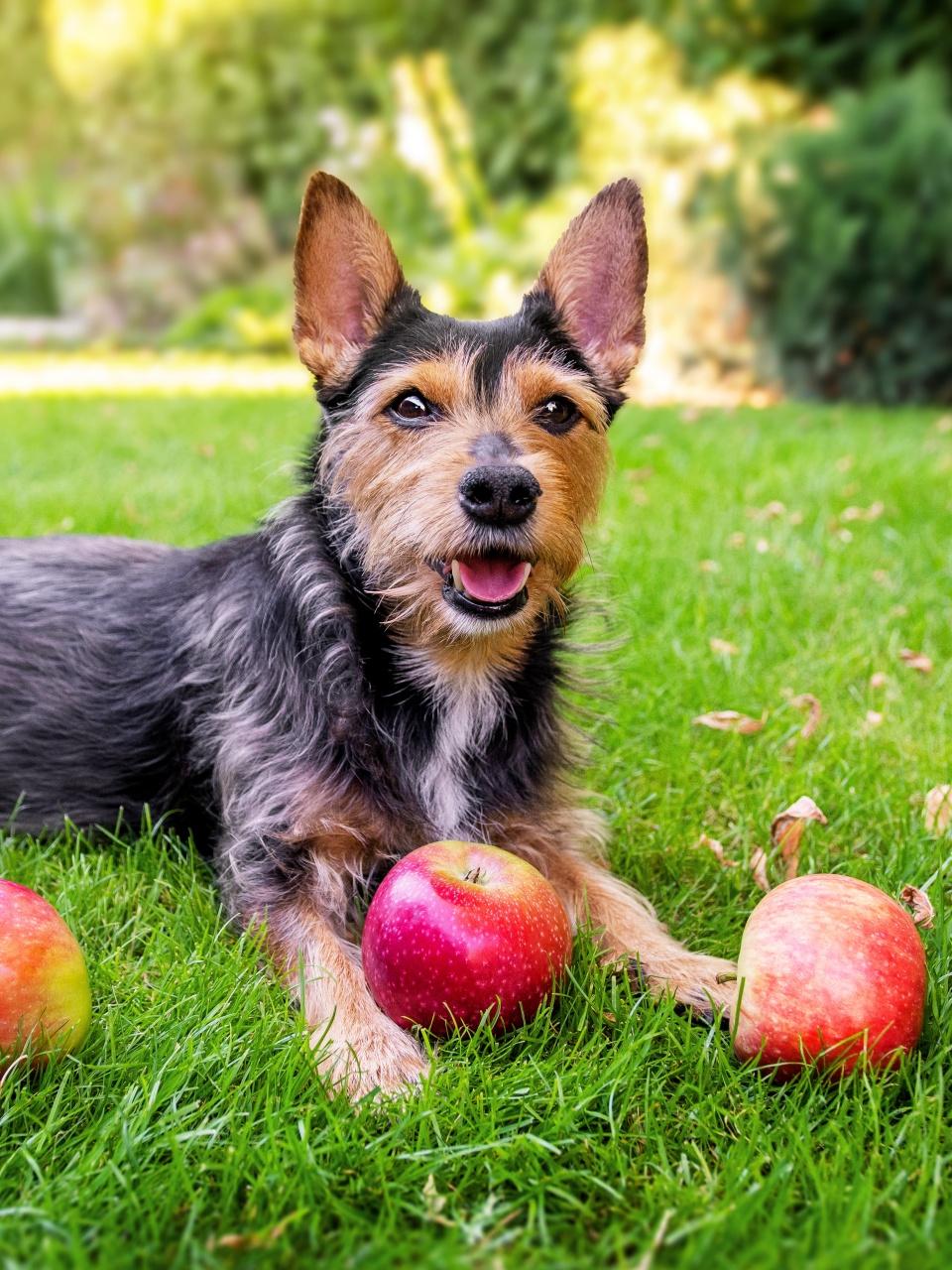 Small black dog and autumn fruits apple