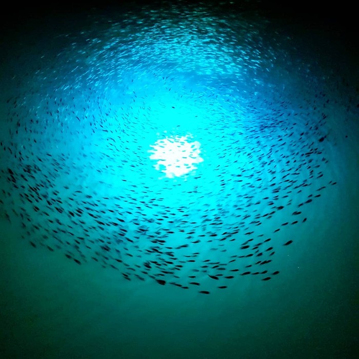 iris underwater light