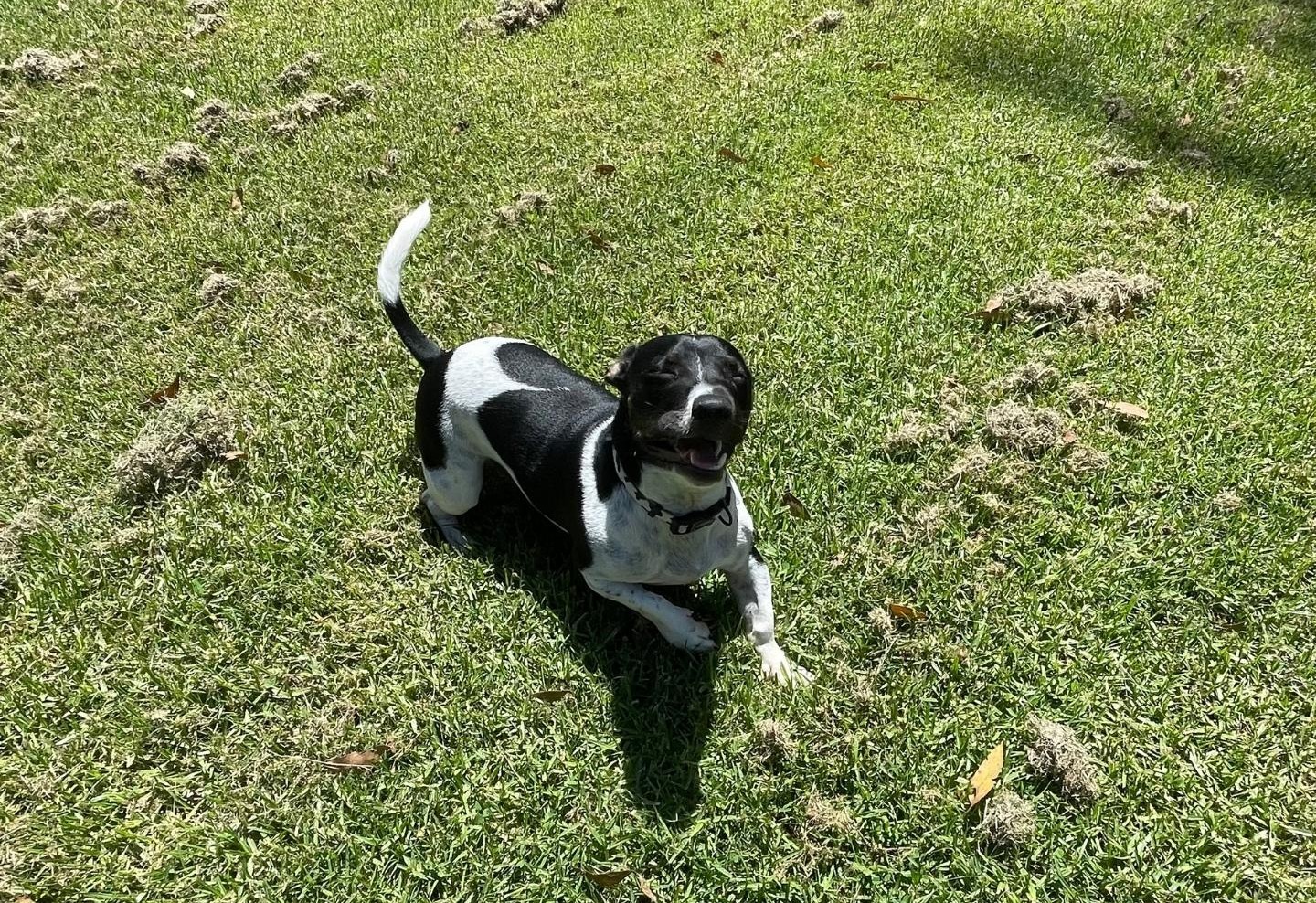 Selvita Canine Happy Dog on the Grass