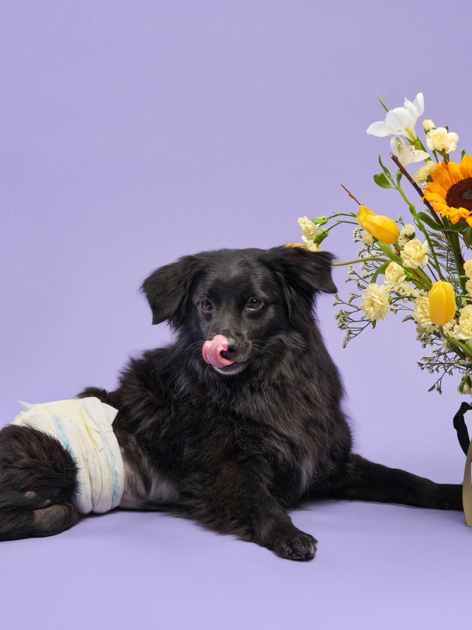 A black dog with a diaper sits beside a vibrant floral arrangement, licking its nose against a purple background