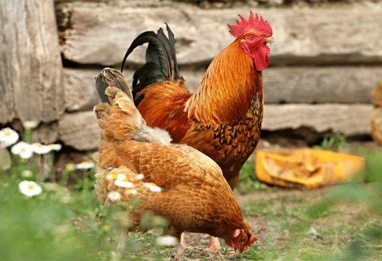 backyard chickens teraganix em-1 terakashi bokashi odor control