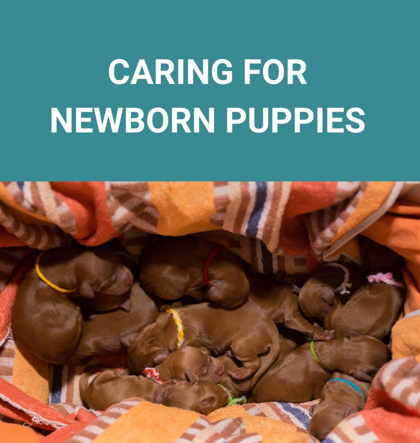 How to Care For Newborn Puppies and Their Mother Potty Buddy™