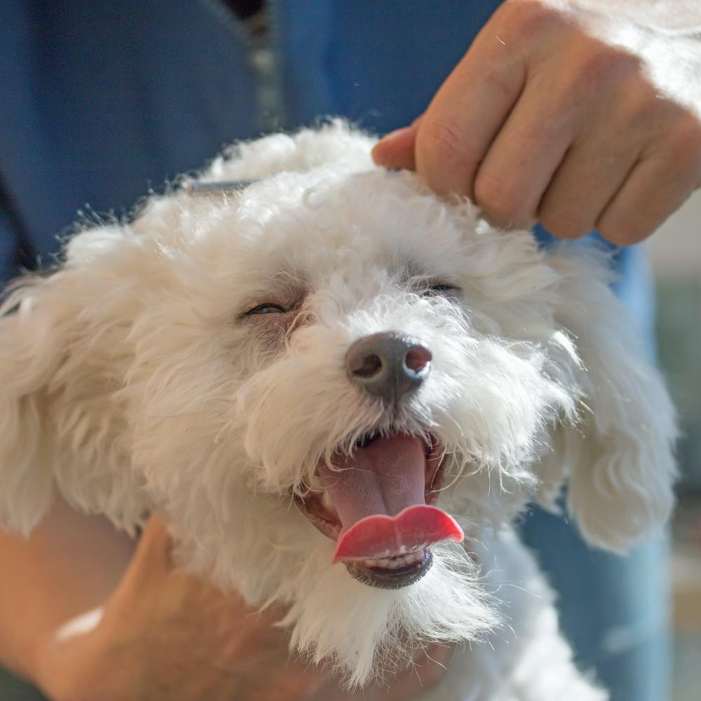 The white Bolognese dog is combing by groomer