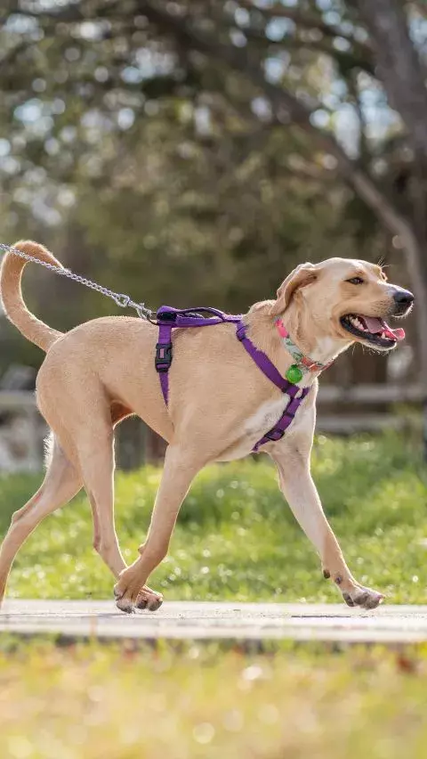 dog training