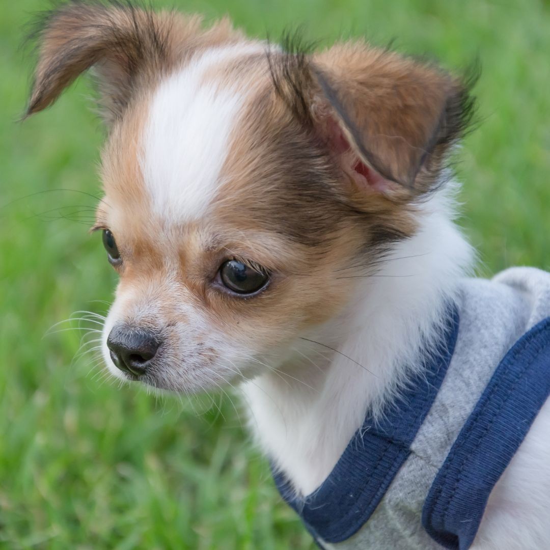 Worried looking Papillon puppy