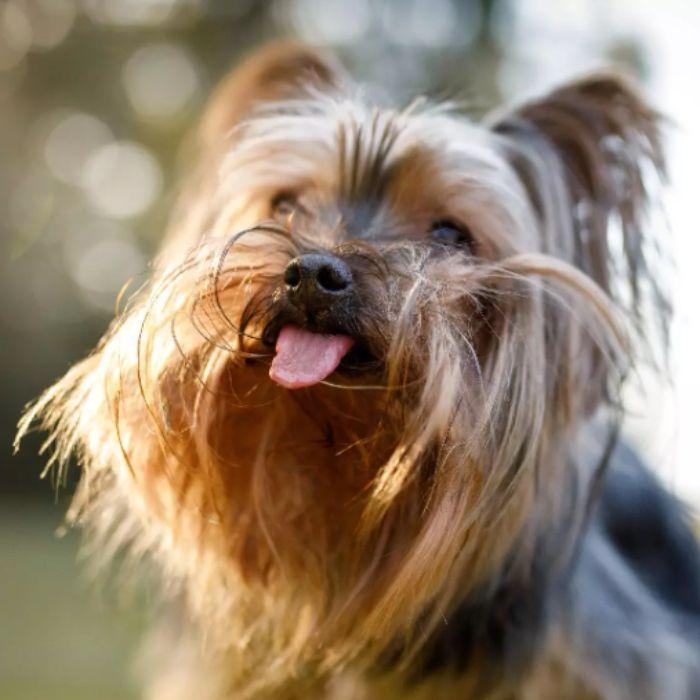 Cute puppy stick out his tongue